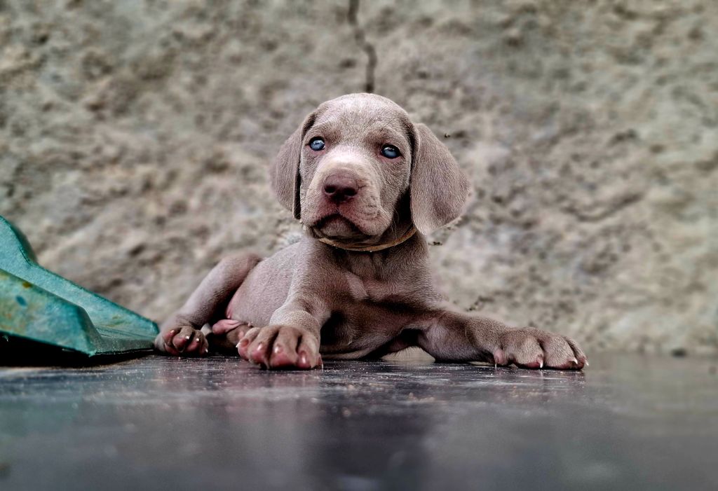 Du Cercle De Léma - Chiots disponibles - Braque de Weimar