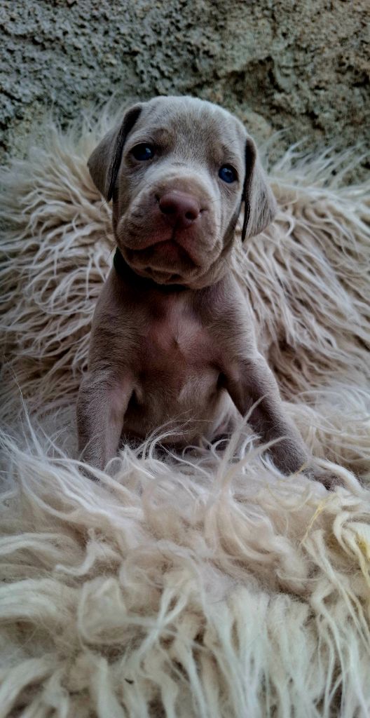 Du Cercle De Léma - Chiots disponibles - Braque de Weimar