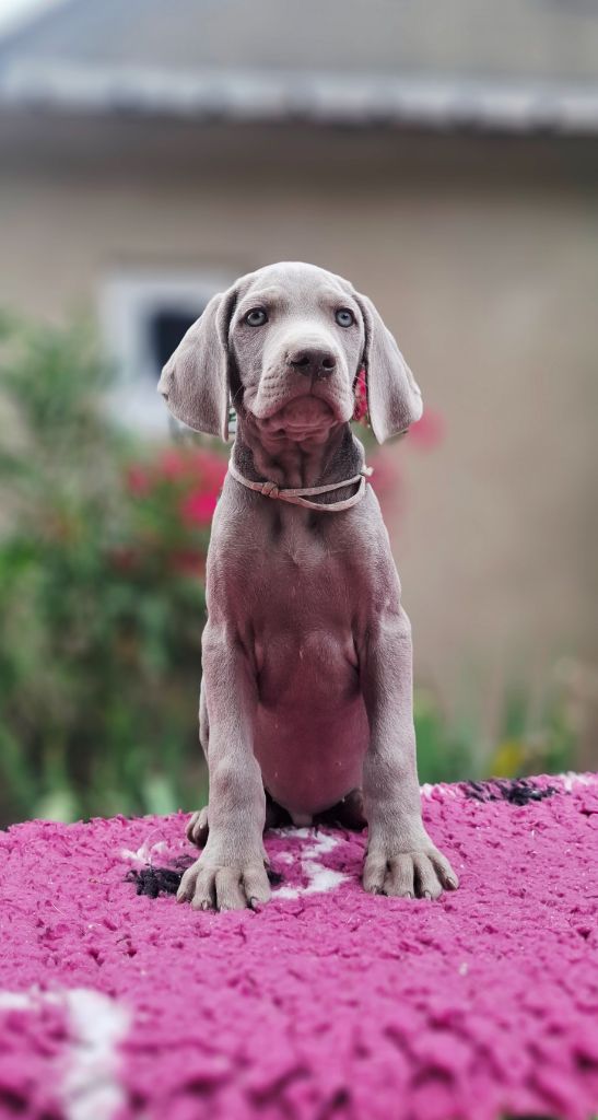 Du Cercle De Léma - Chiots disponibles - Braque de Weimar