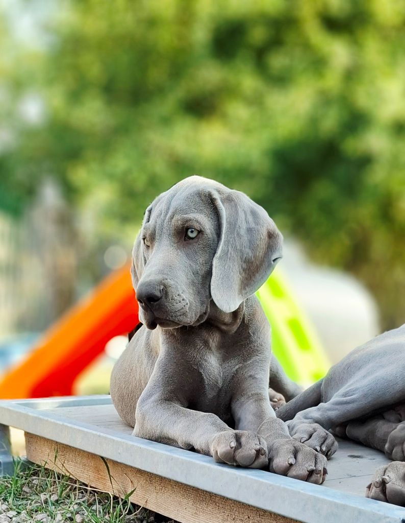 Du Cercle De Léma - Chiots disponibles - Braque de Weimar