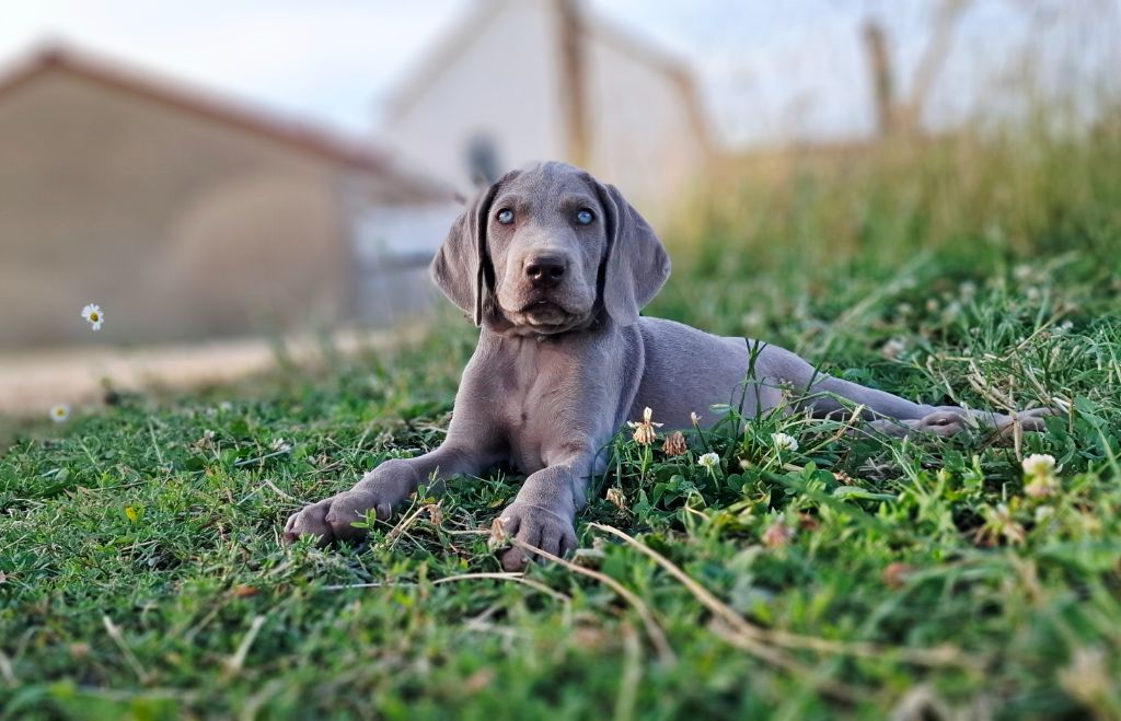 Du Cercle De Léma - Chiots disponibles - Braque de Weimar