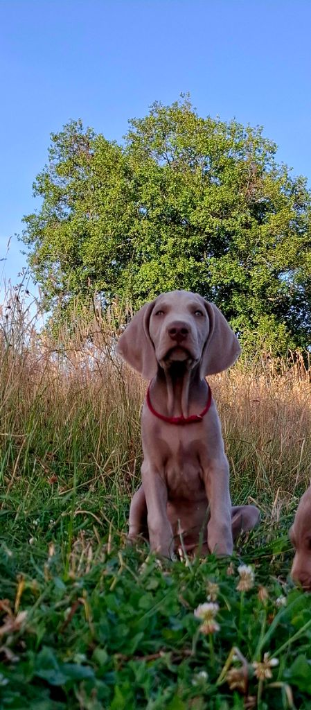 Du Cercle De Léma - Chiots disponibles - Braque de Weimar
