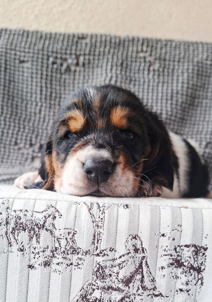 Du Cercle De Léma - Chiots disponibles - Basset Hound