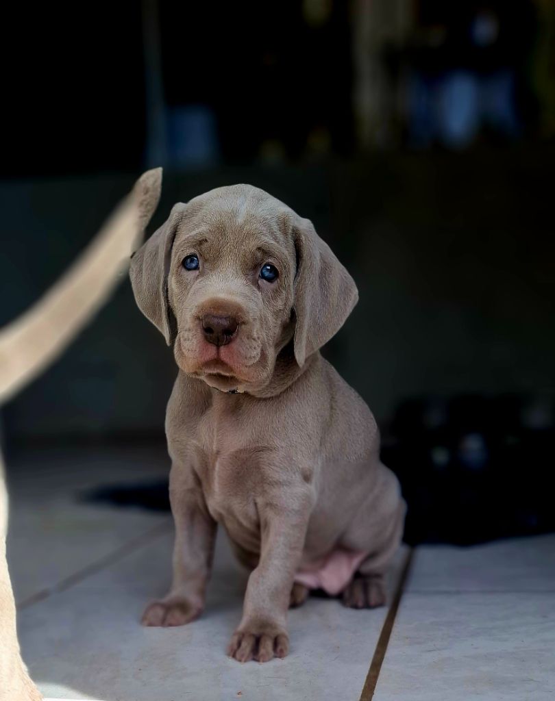 Du Cercle De Léma - Chiots disponibles - Braque de Weimar