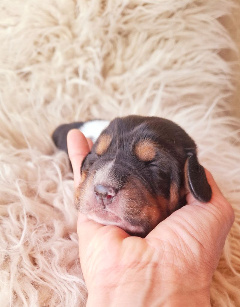 Du Cercle De Léma - Chiots disponibles - Basset Hound