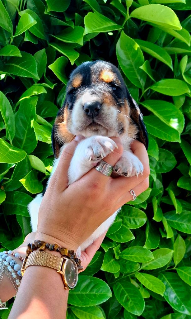 Du Cercle De Léma - Chiots disponibles - Basset Hound