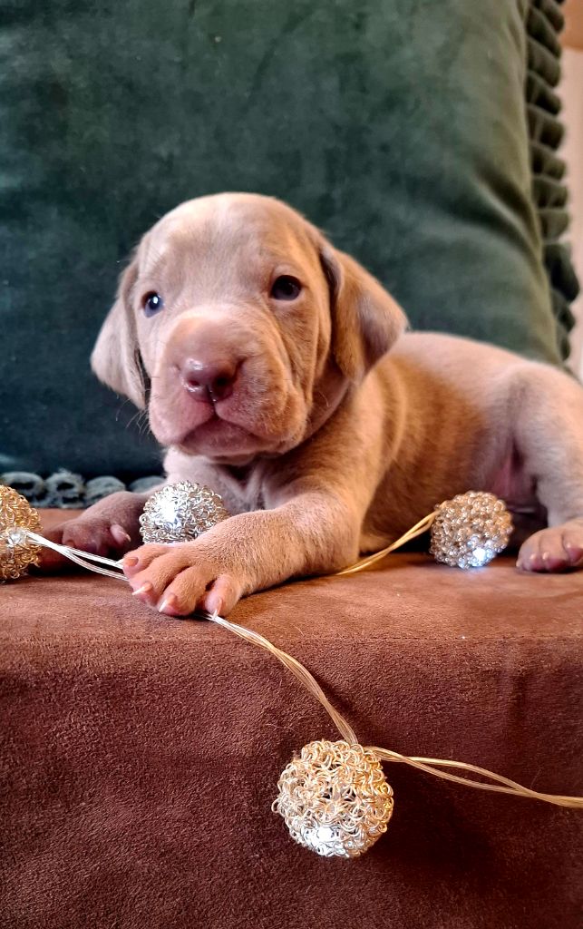 Du Cercle De Léma - Chiots disponibles - Braque de Weimar