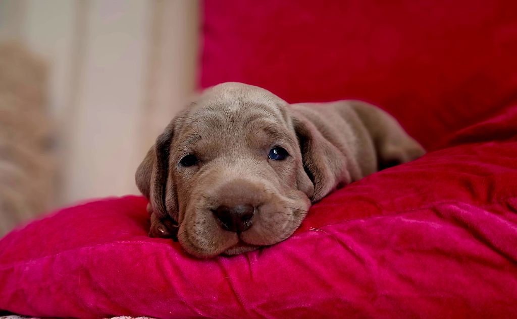 Du Cercle De Léma - Chiots disponibles - Braque de Weimar