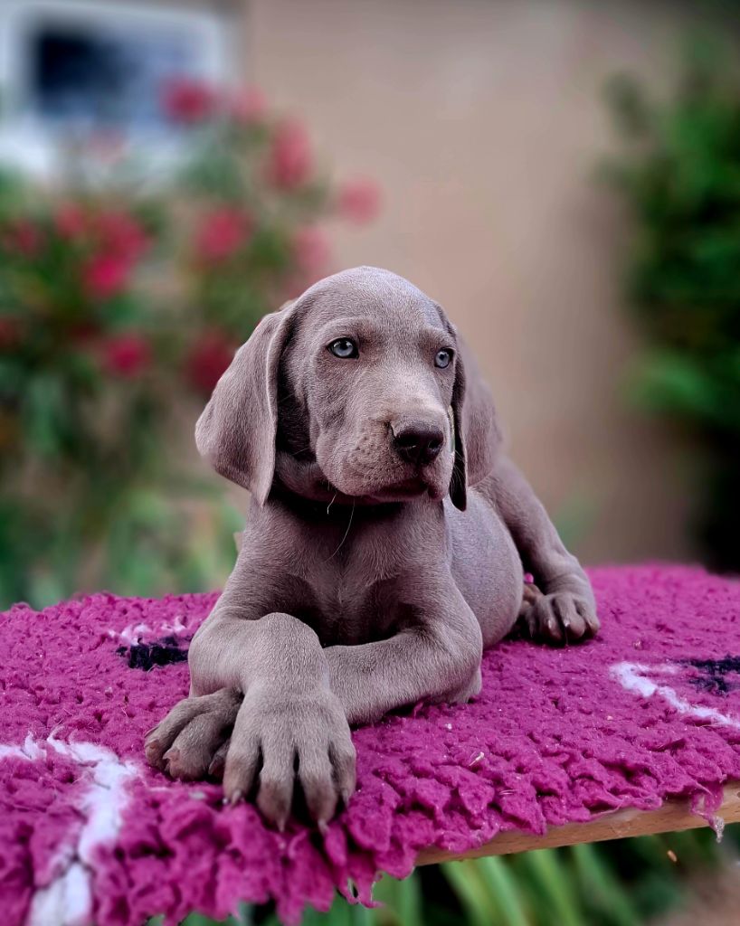Du Cercle De Léma - Chiots disponibles - Braque de Weimar