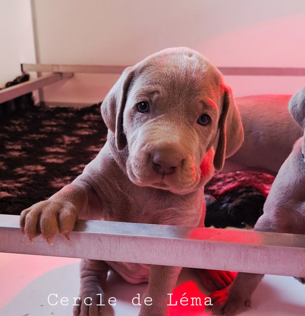 Du Cercle De Léma - Chiots disponibles - Braque de Weimar