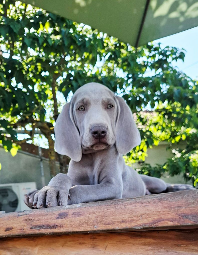 Du Cercle De Léma - Chiots disponibles - Braque de Weimar