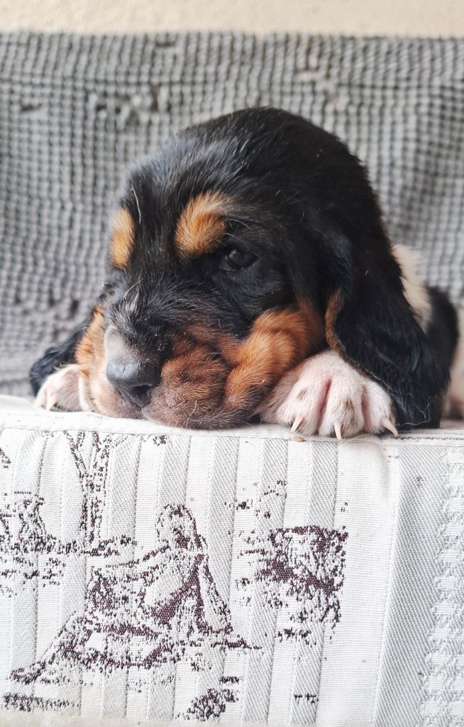 Du Cercle De Léma - Chiots disponibles - Basset Hound