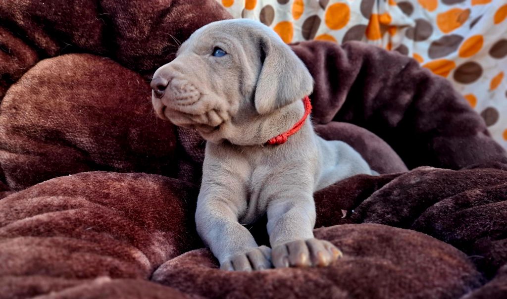 Du Cercle De Léma - Chiots disponibles - Braque de Weimar