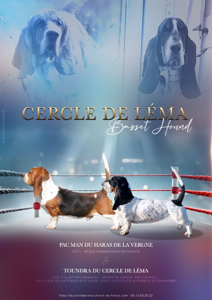 Chiot Basset Hound Du Cercle De Léma