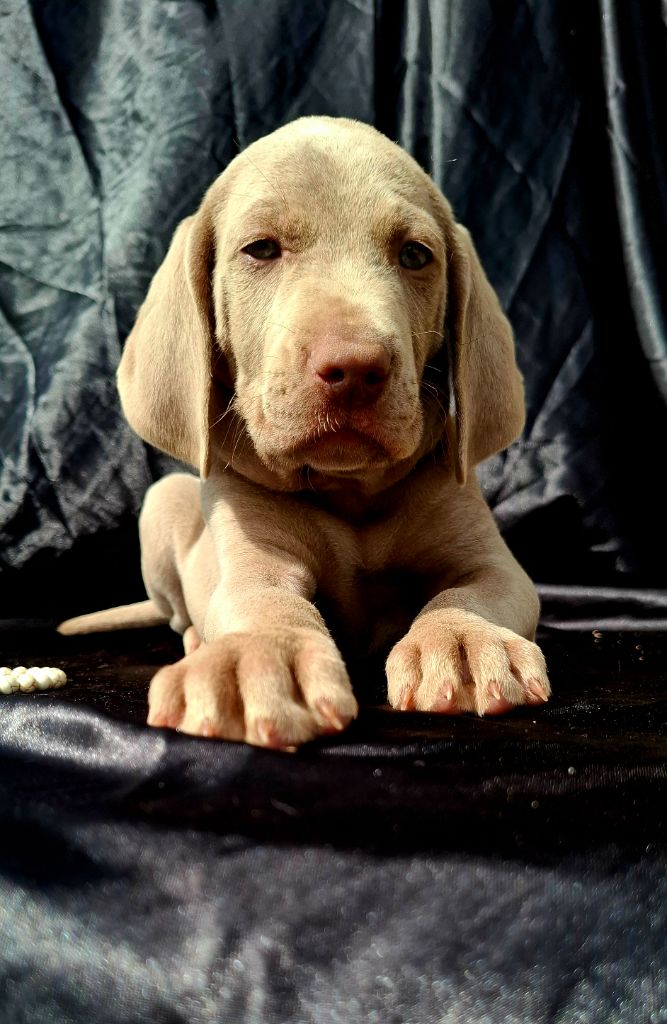Du Cercle De Léma - Chiots disponibles - Braque de Weimar