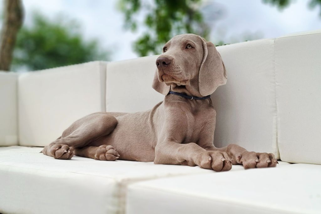 Du Cercle De Léma - Chiots disponibles - Braque de Weimar