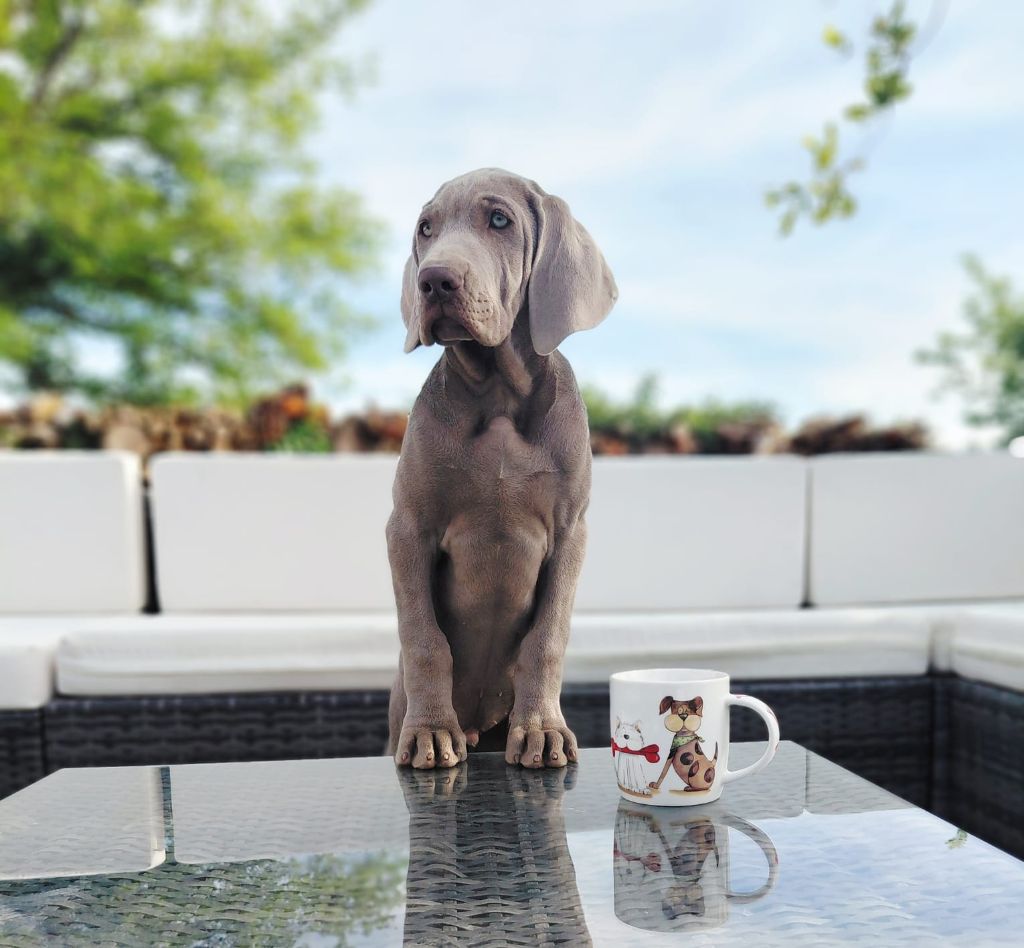 Du Cercle De Léma - Chiots disponibles - Braque de Weimar