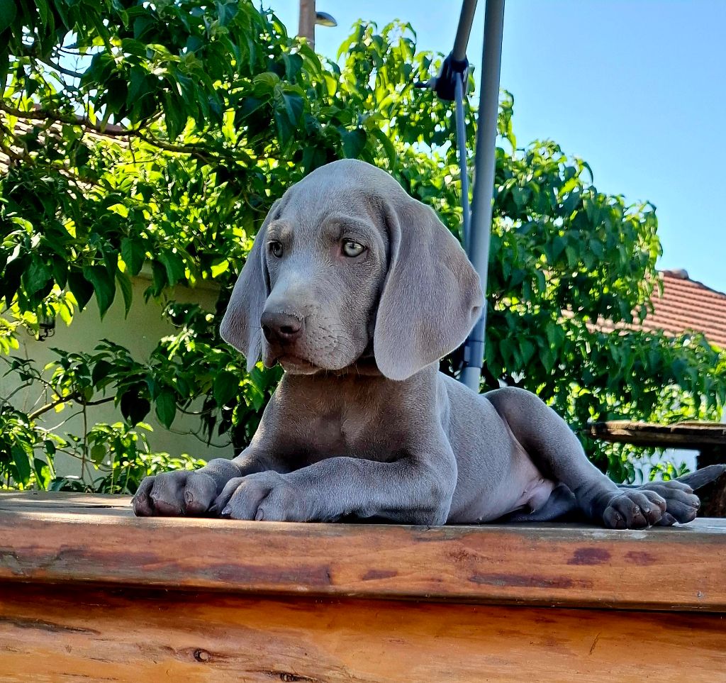 Du Cercle De Léma - Chiots disponibles - Braque de Weimar