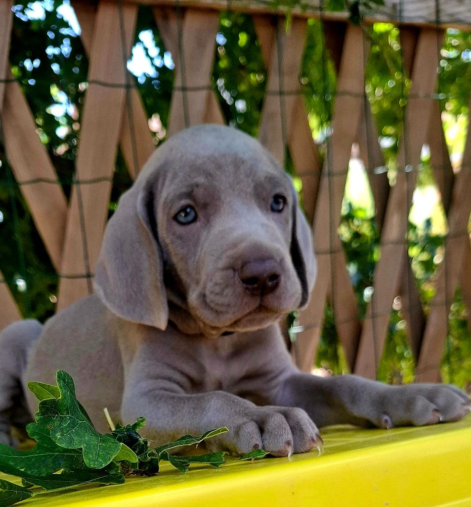 Du Cercle De Léma - Chiots disponibles - Braque de Weimar
