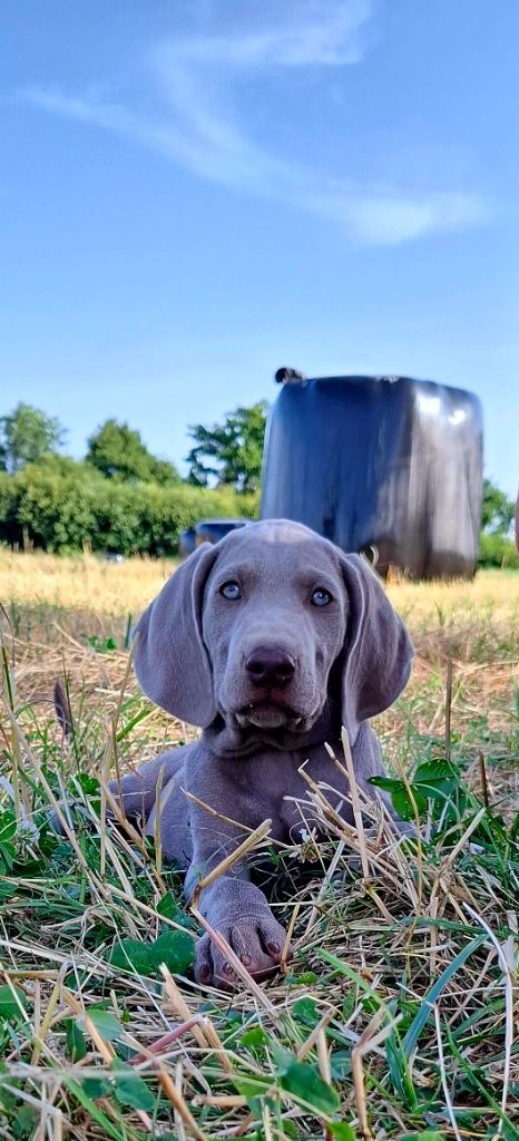Du Cercle De Léma - Chiots disponibles - Braque de Weimar
