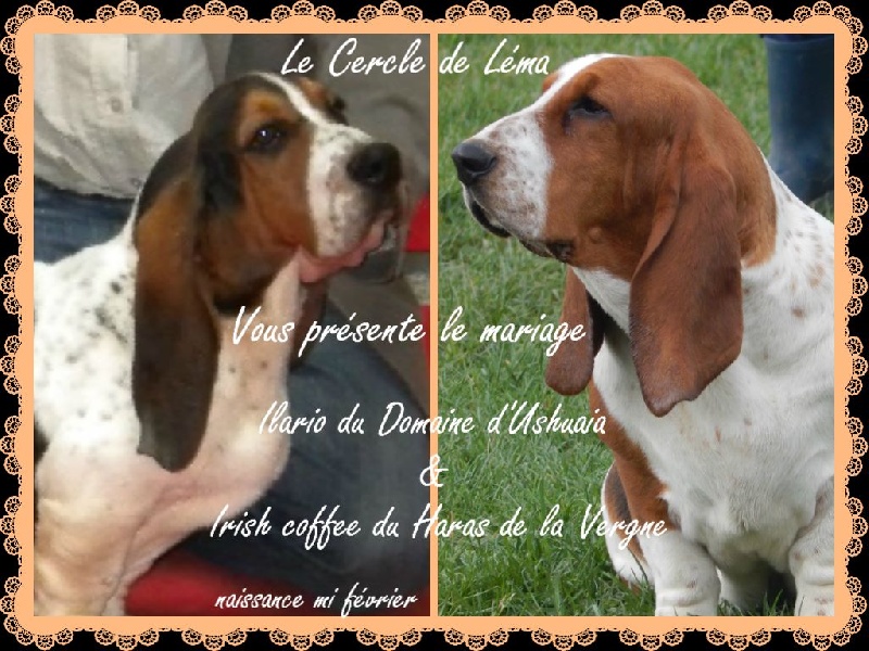 Du Cercle De Léma - Basset Hound - Portée née le 17/02/2015