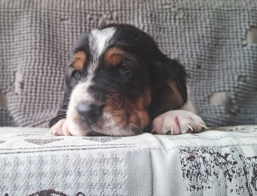 Du Cercle De Léma - Chiots disponibles - Basset Hound