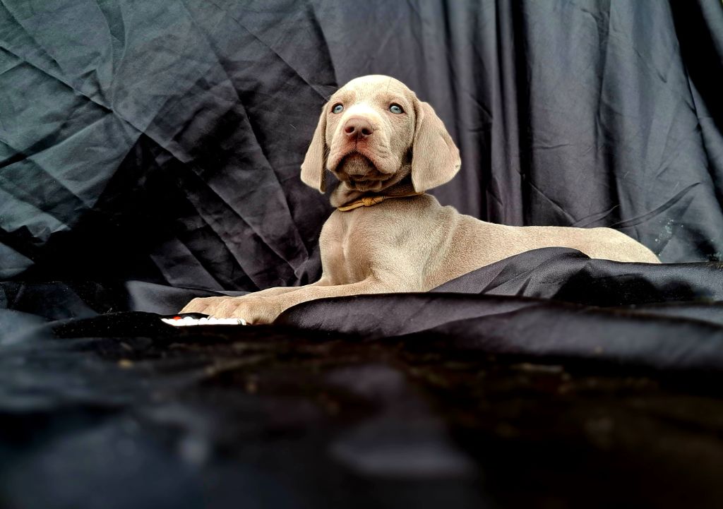 Du Cercle De Léma - Chiots disponibles - Braque de Weimar