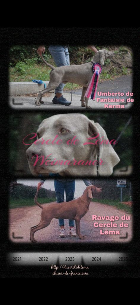 Du Cercle De Léma - Chiots disponibles - Braque de Weimar