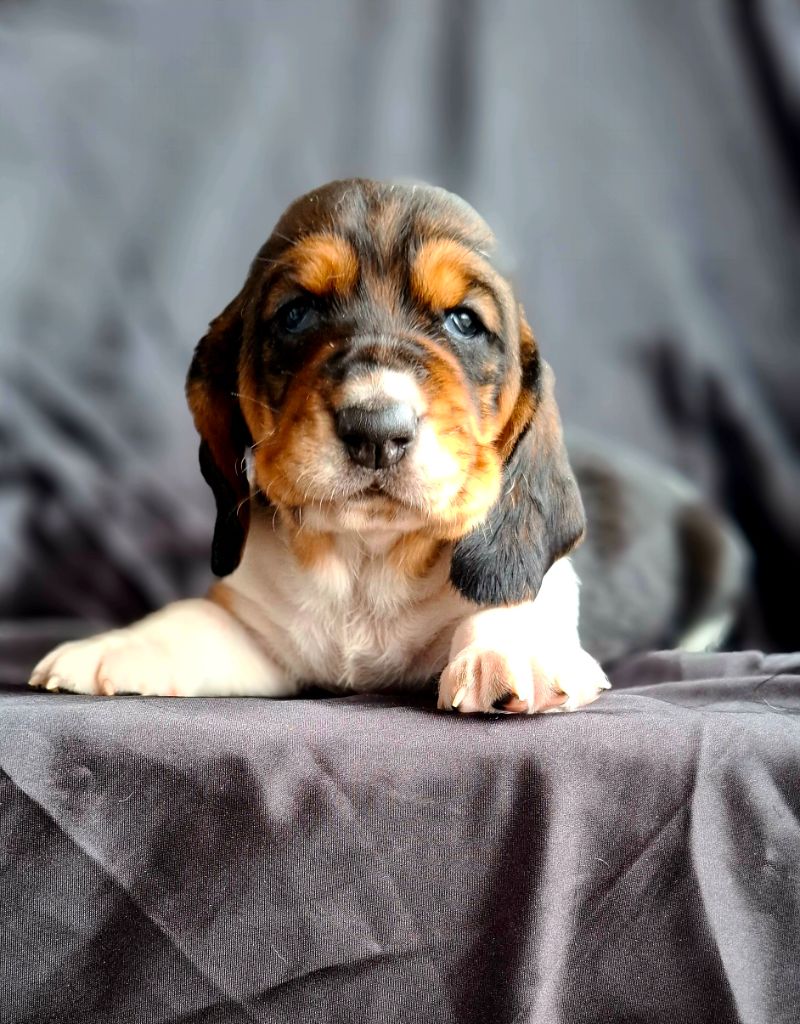 Du Cercle De Léma - Chiots disponibles - Basset Hound