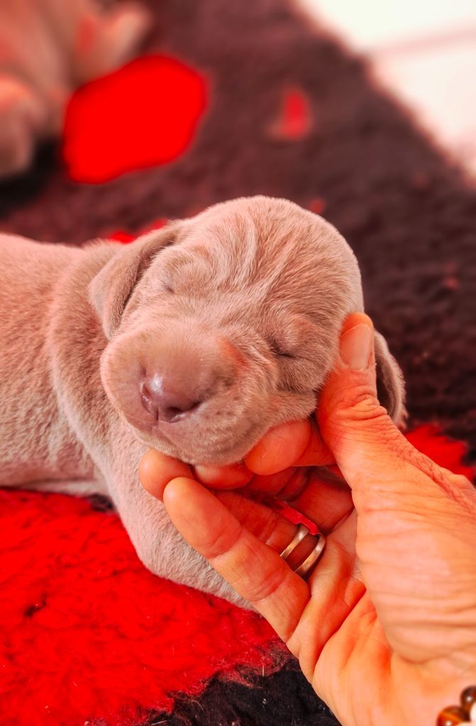 Du Cercle De Léma - Chiots disponibles - Braque de Weimar