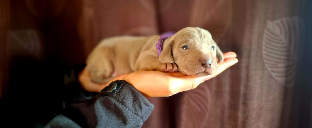 Du Cercle De Léma - Chiots disponibles - Braque de Weimar