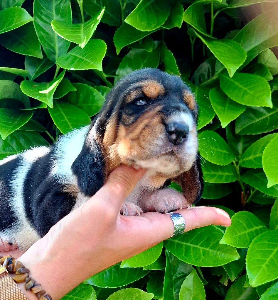 Du Cercle De Léma - Chiots disponibles - Basset Hound