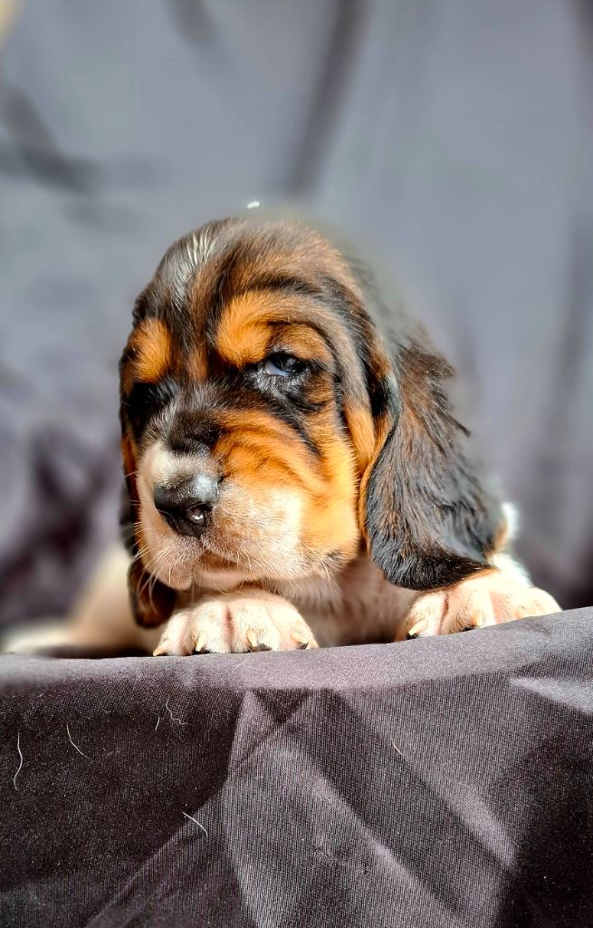 Du Cercle De Léma - Chiots disponibles - Basset Hound