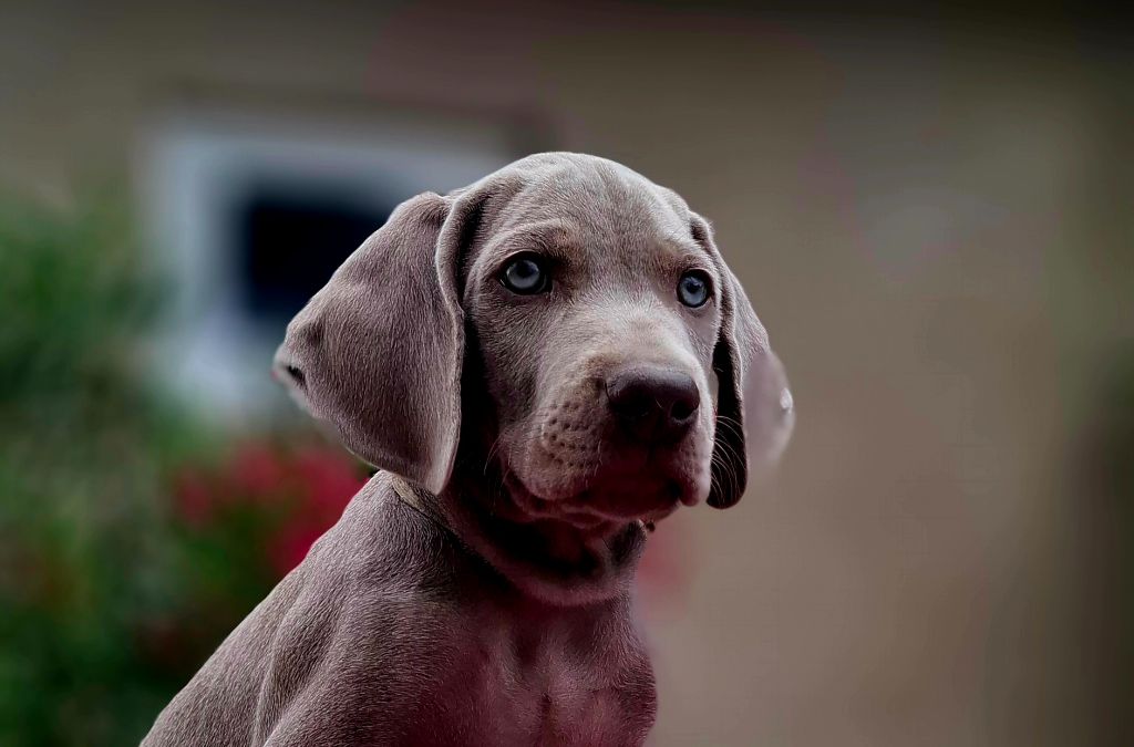 Du Cercle De Léma - Chiots disponibles - Braque de Weimar
