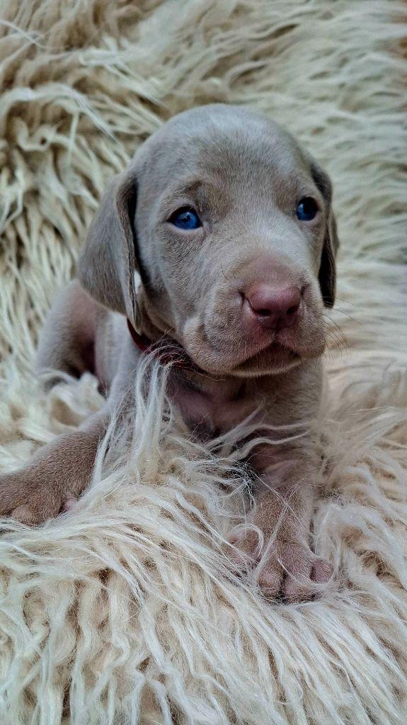 Du Cercle De Léma - Chiots disponibles - Braque de Weimar