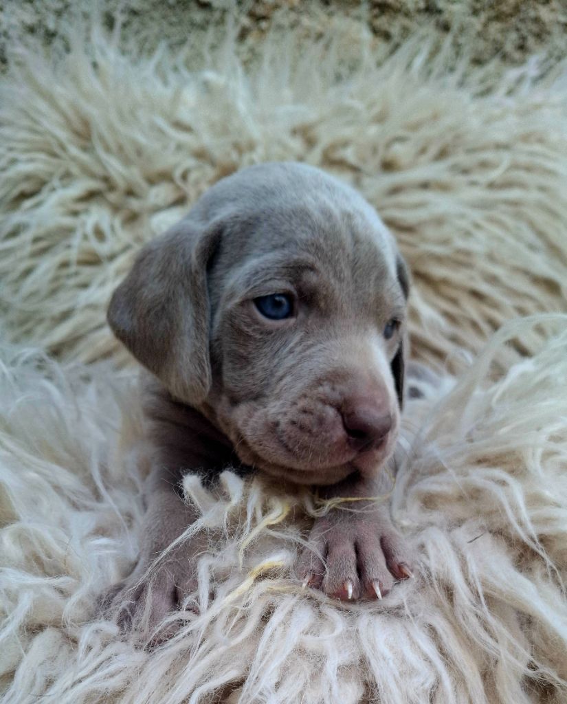 Du Cercle De Léma - Chiots disponibles - Braque de Weimar