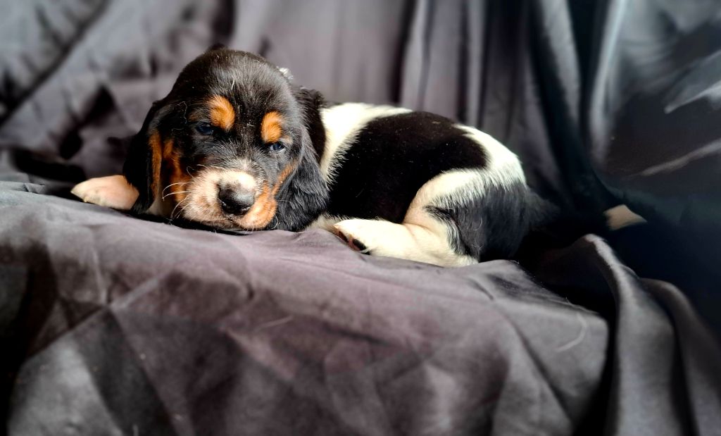 Du Cercle De Léma - Chiots disponibles - Basset Hound