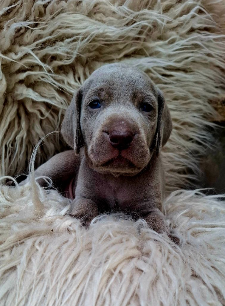 Du Cercle De Léma - Chiots disponibles - Braque de Weimar