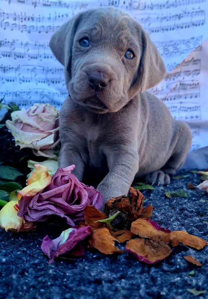 Du Cercle De Léma - Chiots disponibles - Braque de Weimar
