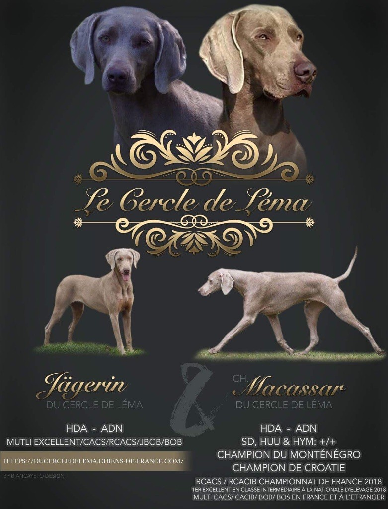 Du Cercle De Léma - Braque de Weimar - Portée née le 23/08/2018