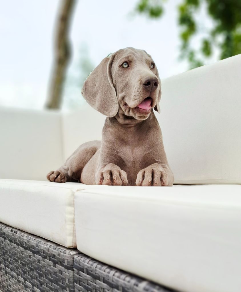 Du Cercle De Léma - Chiots disponibles - Braque de Weimar