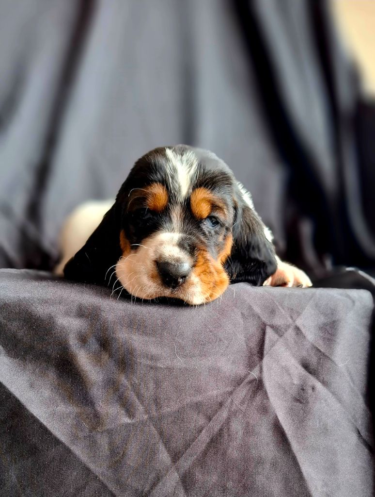 Du Cercle De Léma - Chiots disponibles - Basset Hound