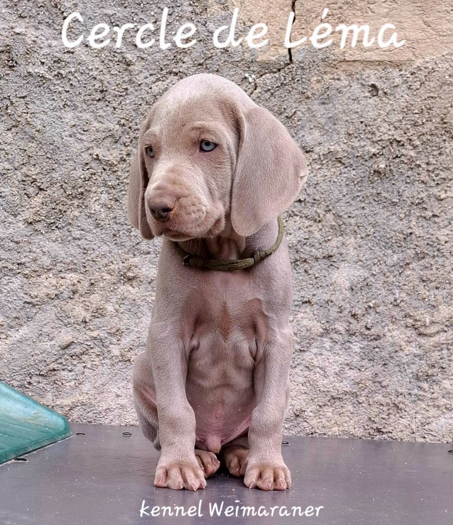 Du Cercle De Léma - Chiots disponibles - Braque de Weimar