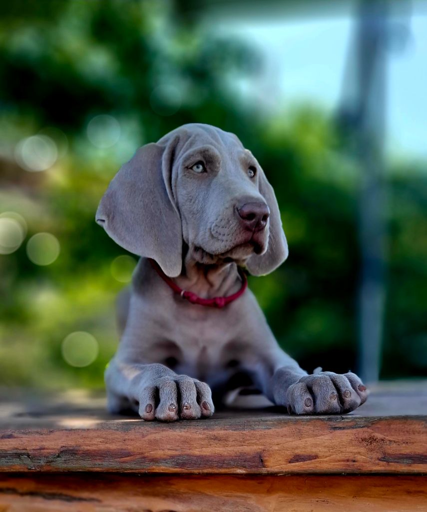 Du Cercle De Léma - Chiots disponibles - Braque de Weimar