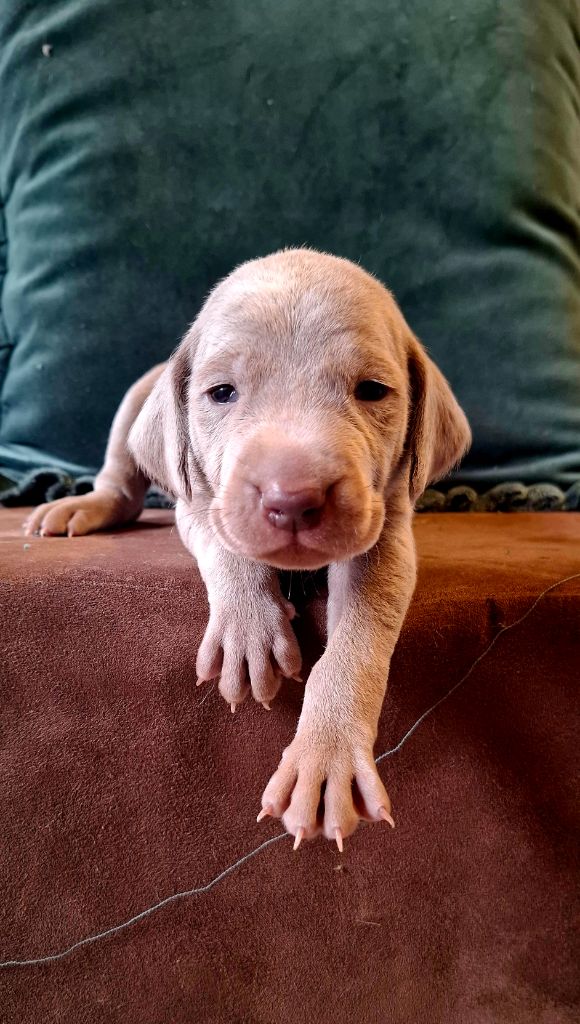 Du Cercle De Léma - Chiots disponibles - Braque de Weimar