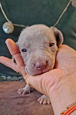 CHIOT