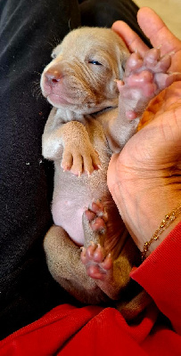 CHIOT