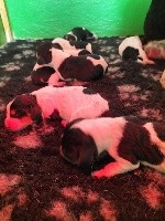 CHIOT