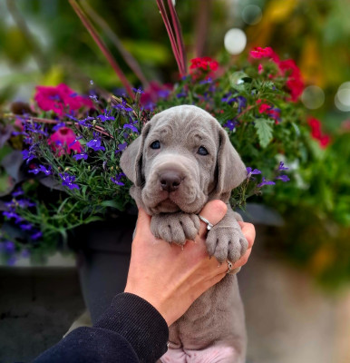 CHIOT 4