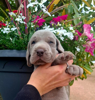 CHIOT 5